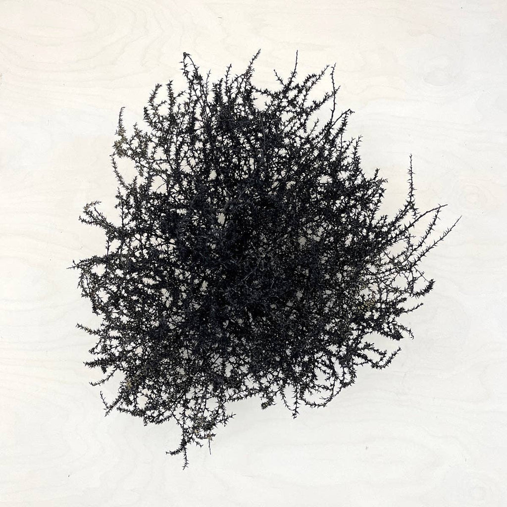 Tumbleweed