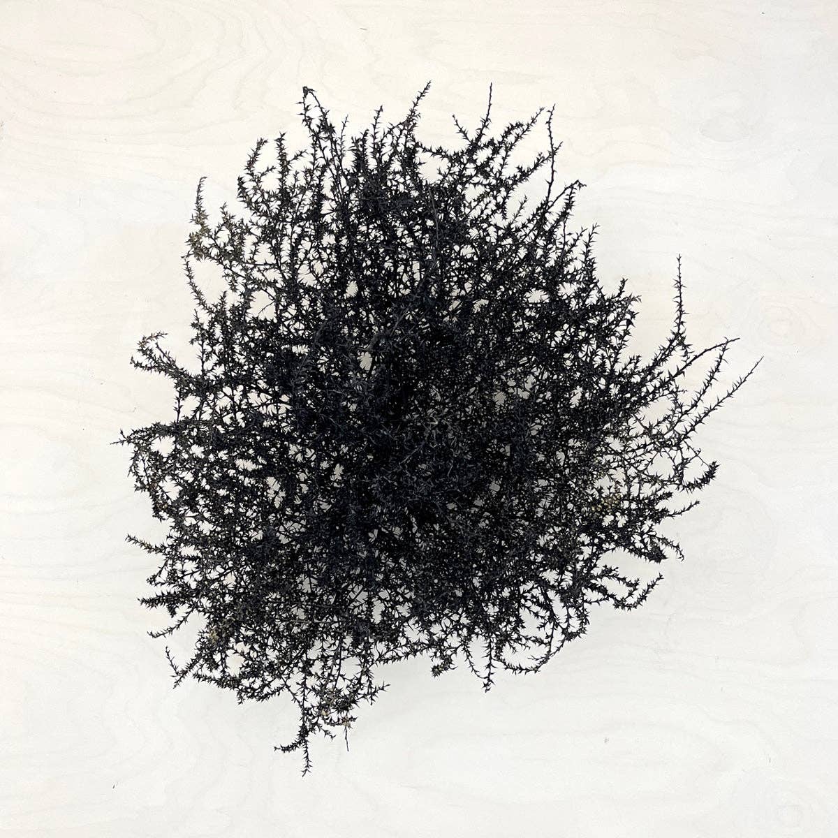 Tumbleweed