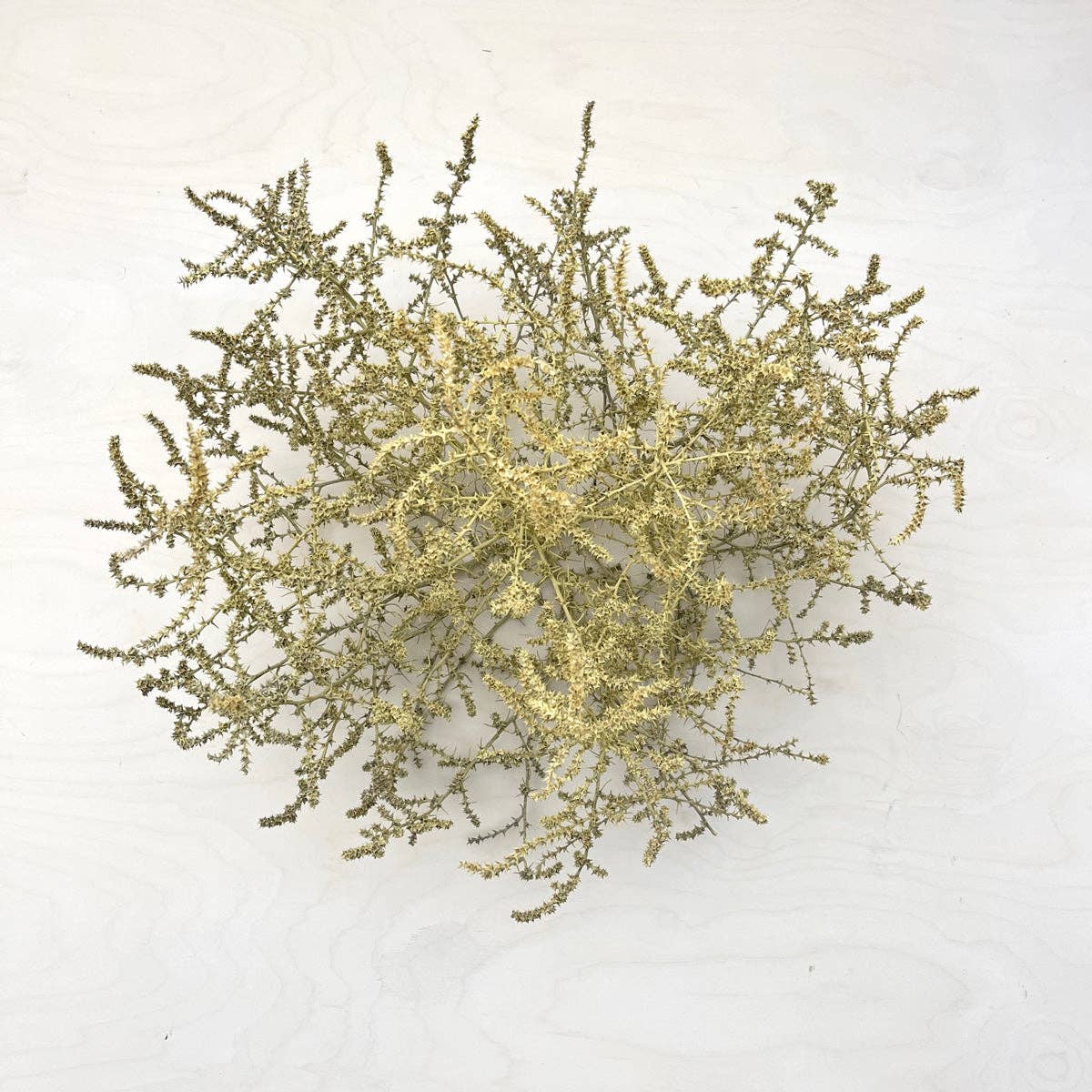 Tumbleweed
