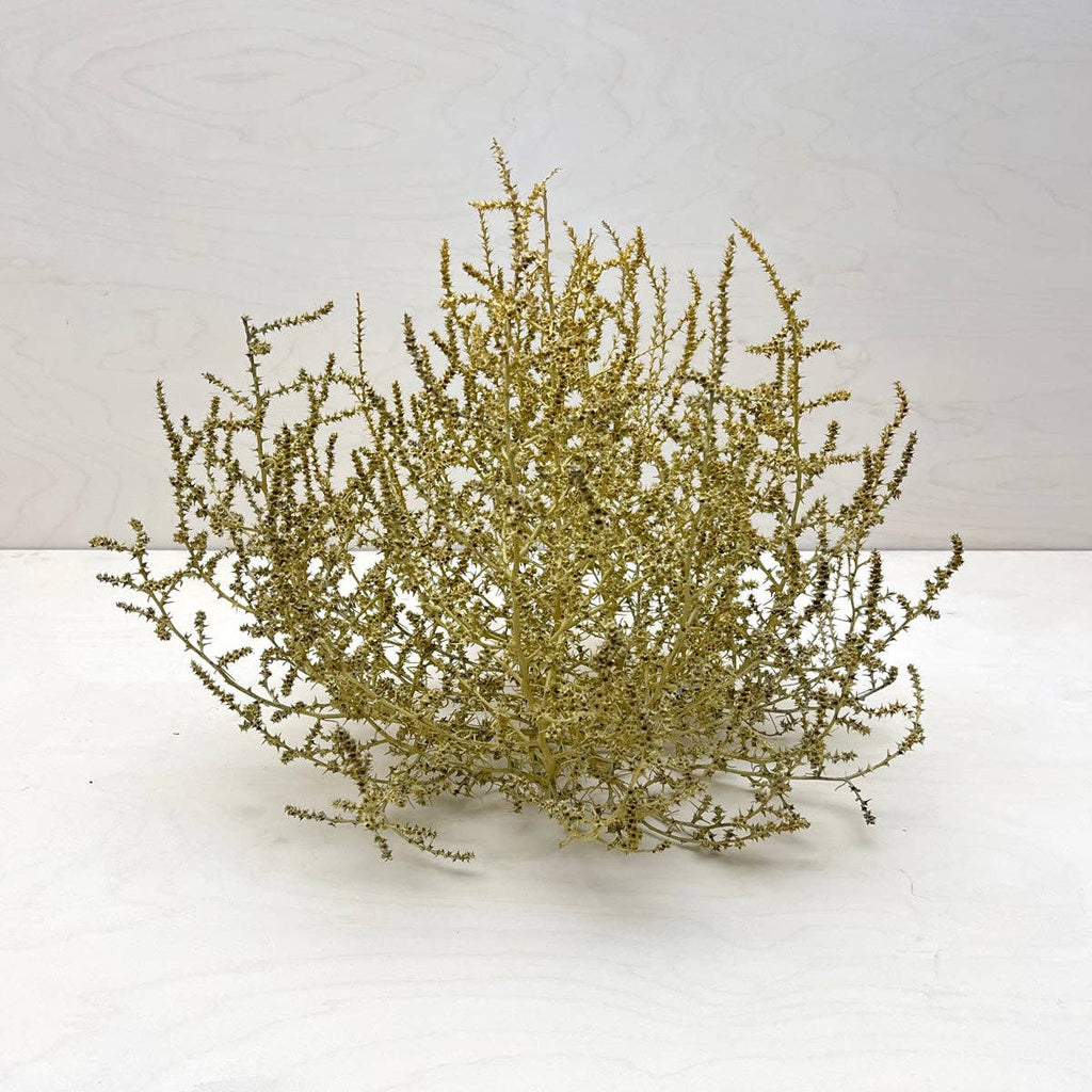 Tumbleweed