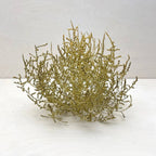 Tumbleweed