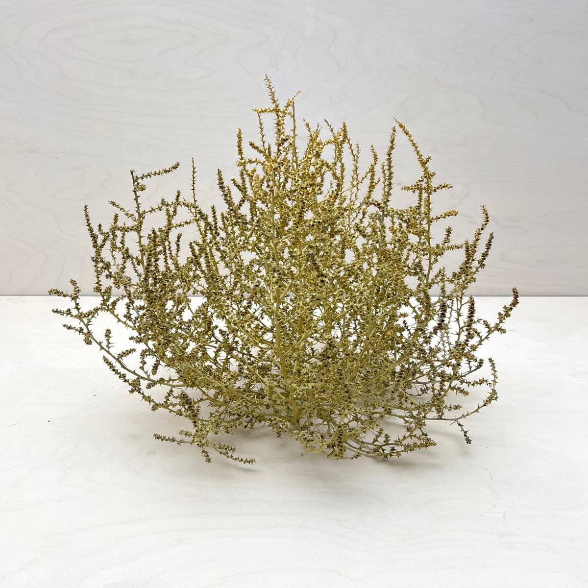 Tumbleweed