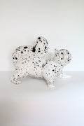 White Speckled Squirrel - Playful