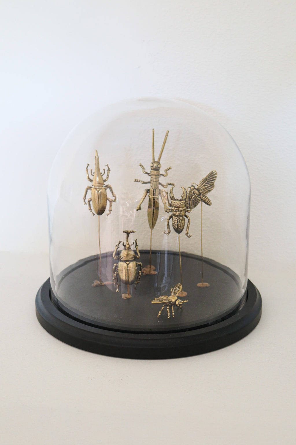 FORT MADE: Natural Curiosity, Beetles