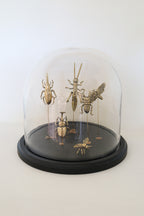 FORT MADE: Natural Curiosity, Beetles