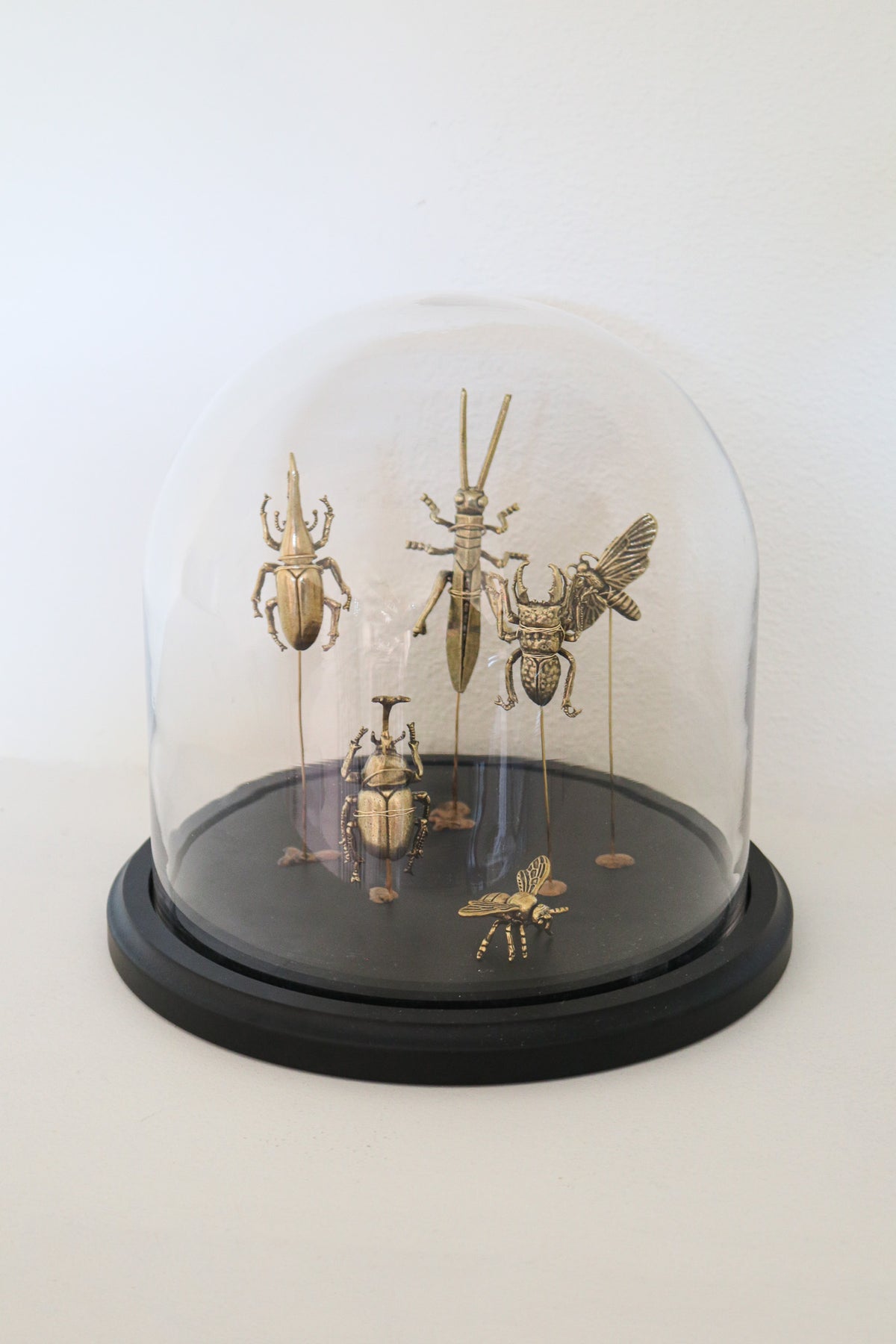 FORT MADE: Natural Curiosity, Beetles