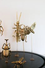 FORT MADE: Natural Curiosity, Beetles