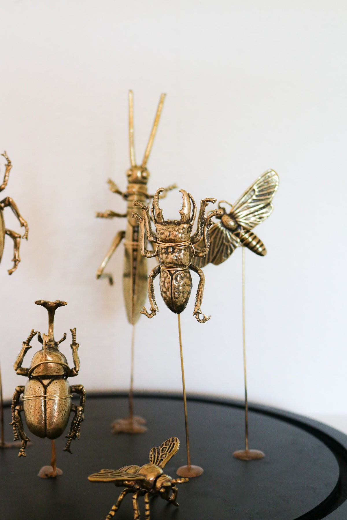 FORT MADE: Natural Curiosity, Beetles