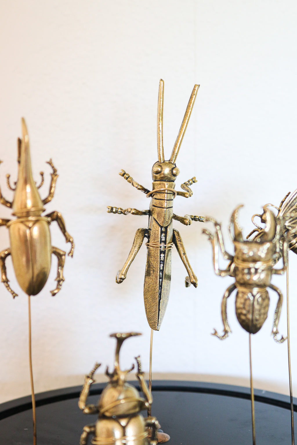 FORT MADE: Natural Curiosity, Beetles