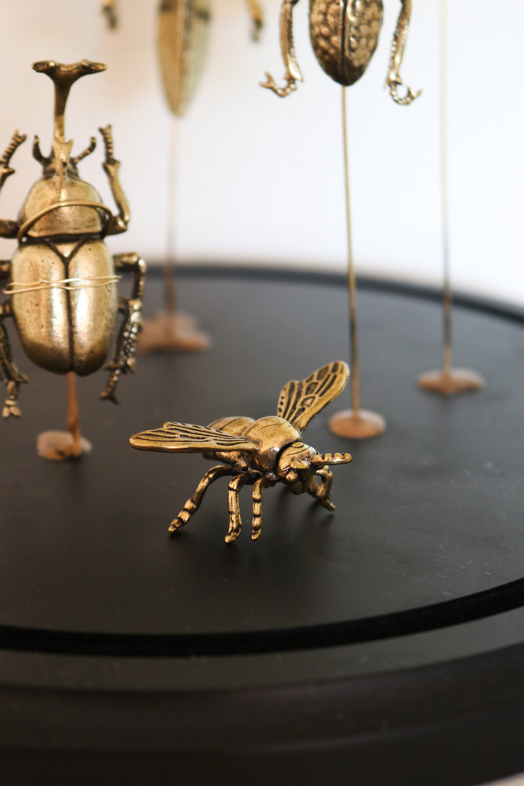 FORT MADE: Natural Curiosity, Beetles