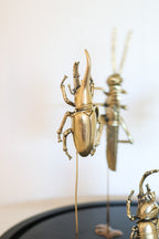 FORT MADE: Natural Curiosity, Beetles