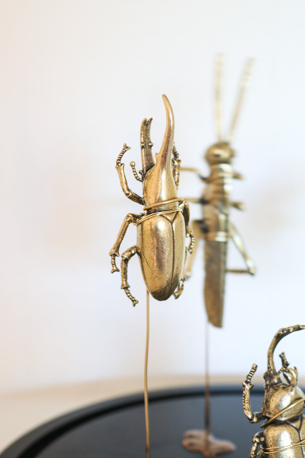 FORT MADE: Natural Curiosity, Beetles