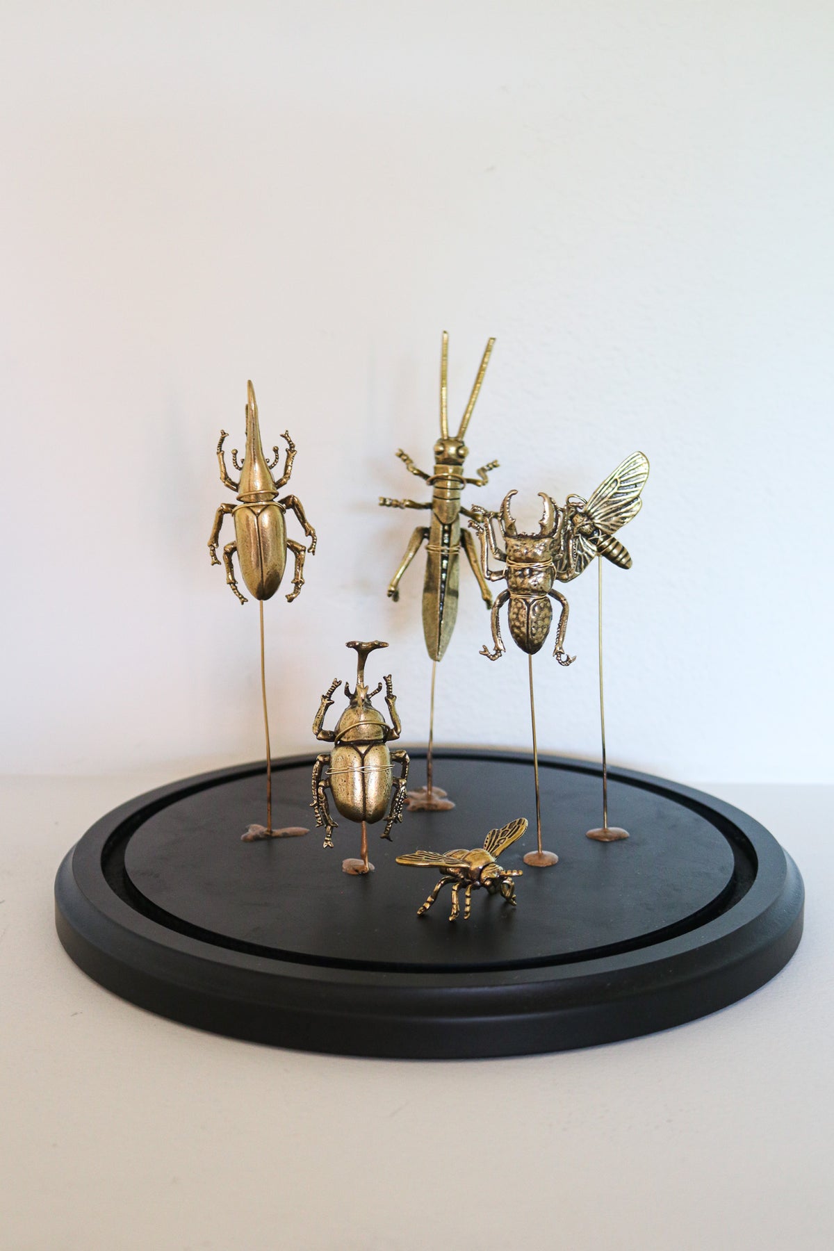 FORT MADE: Natural Curiosity, Beetles