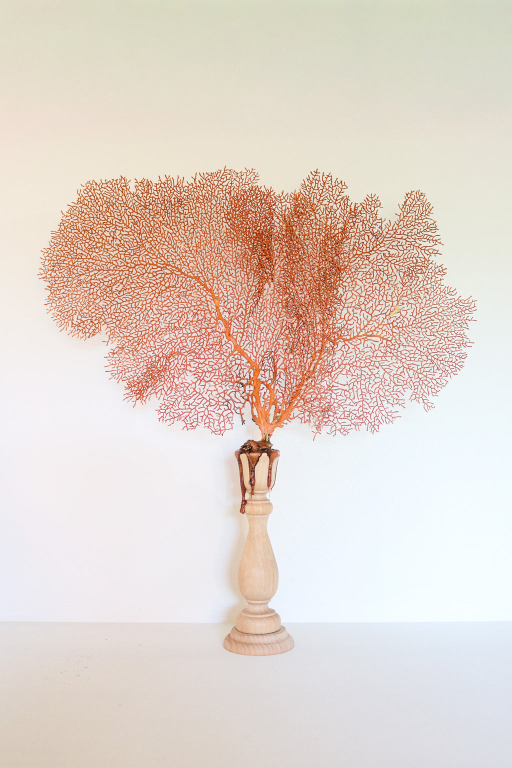 FORT MADE: Natural Curiosity, Sea Fan