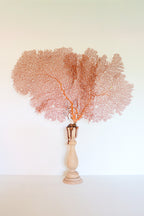 FORT MADE: Natural Curiosity, Sea Fan