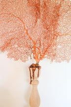 FORT MADE: Natural Curiosity, Sea Fan