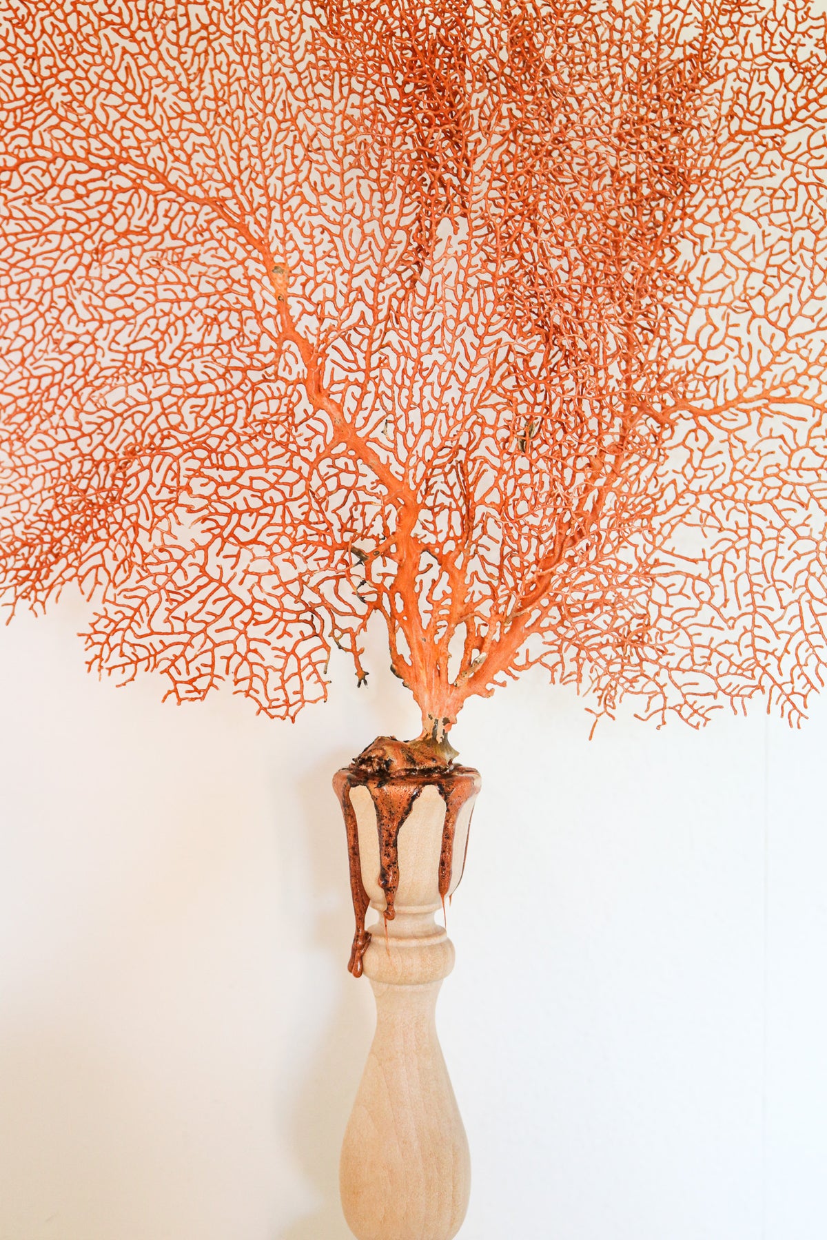 FORT MADE: Natural Curiosity, Sea Fan