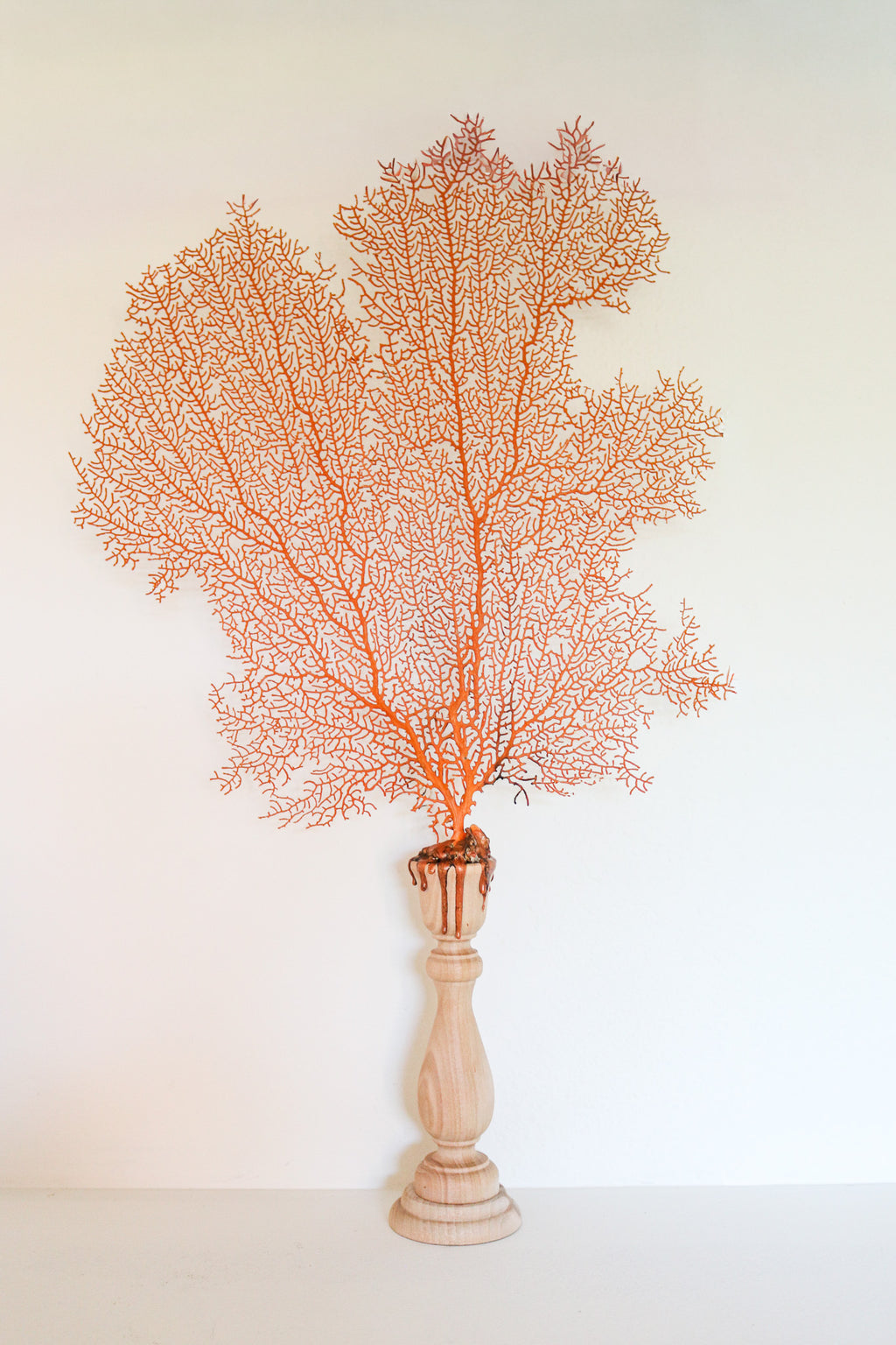 FORT MADE: Natural Curiosity, Sea Fan