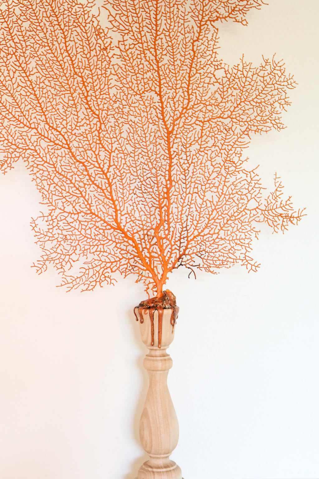 FORT MADE: Natural Curiosity, Sea Fan