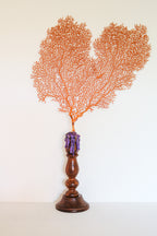 FORT MADE: Natural Curiosity, Sea Fan
