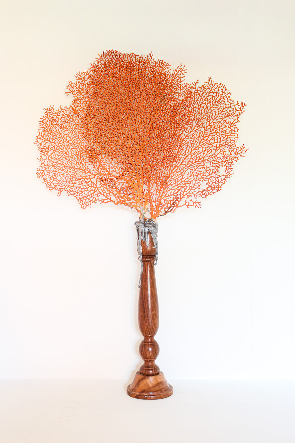 FORT MADE: Natural Curiosity, Sea Fan