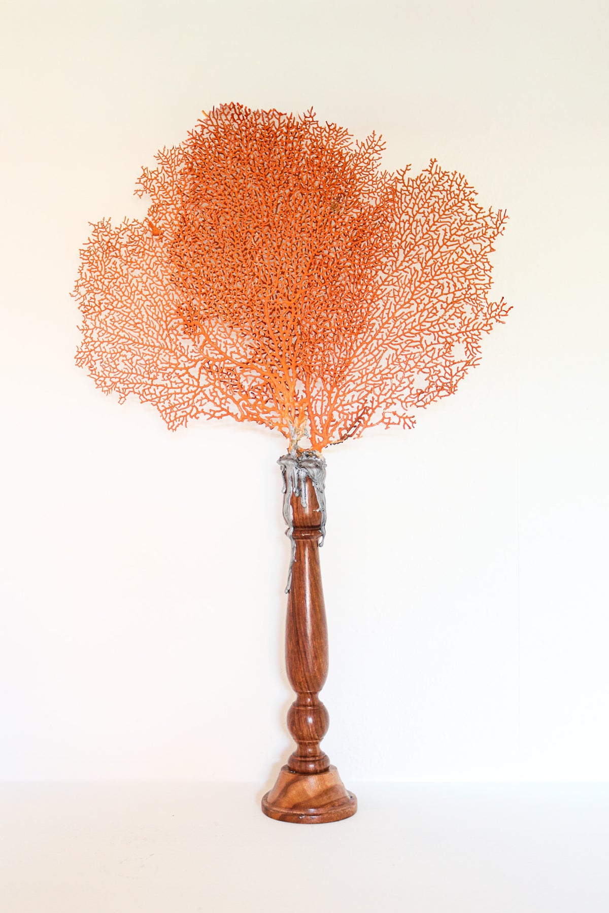 FORT MADE: Natural Curiosity, Sea Fan