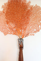FORT MADE: Natural Curiosity, Sea Fan