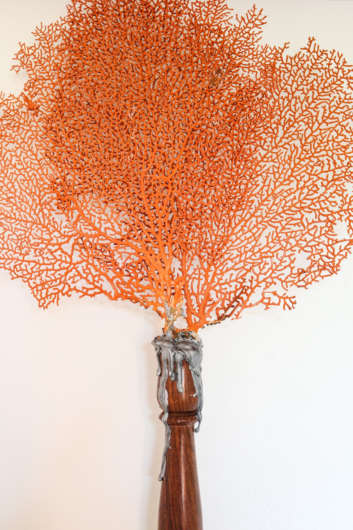 FORT MADE: Natural Curiosity, Sea Fan