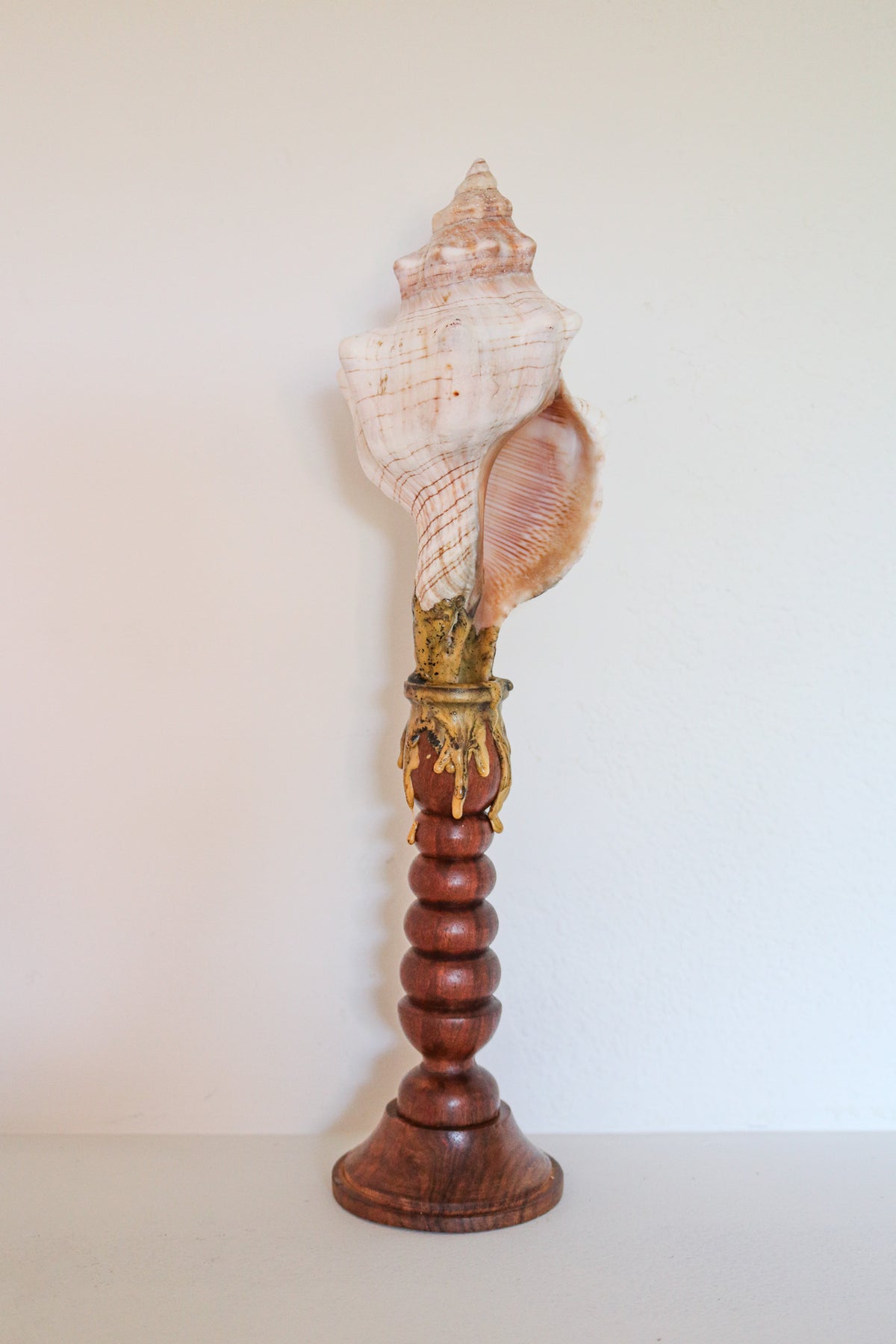 FORT MADE: Natural Curiosity, Conch