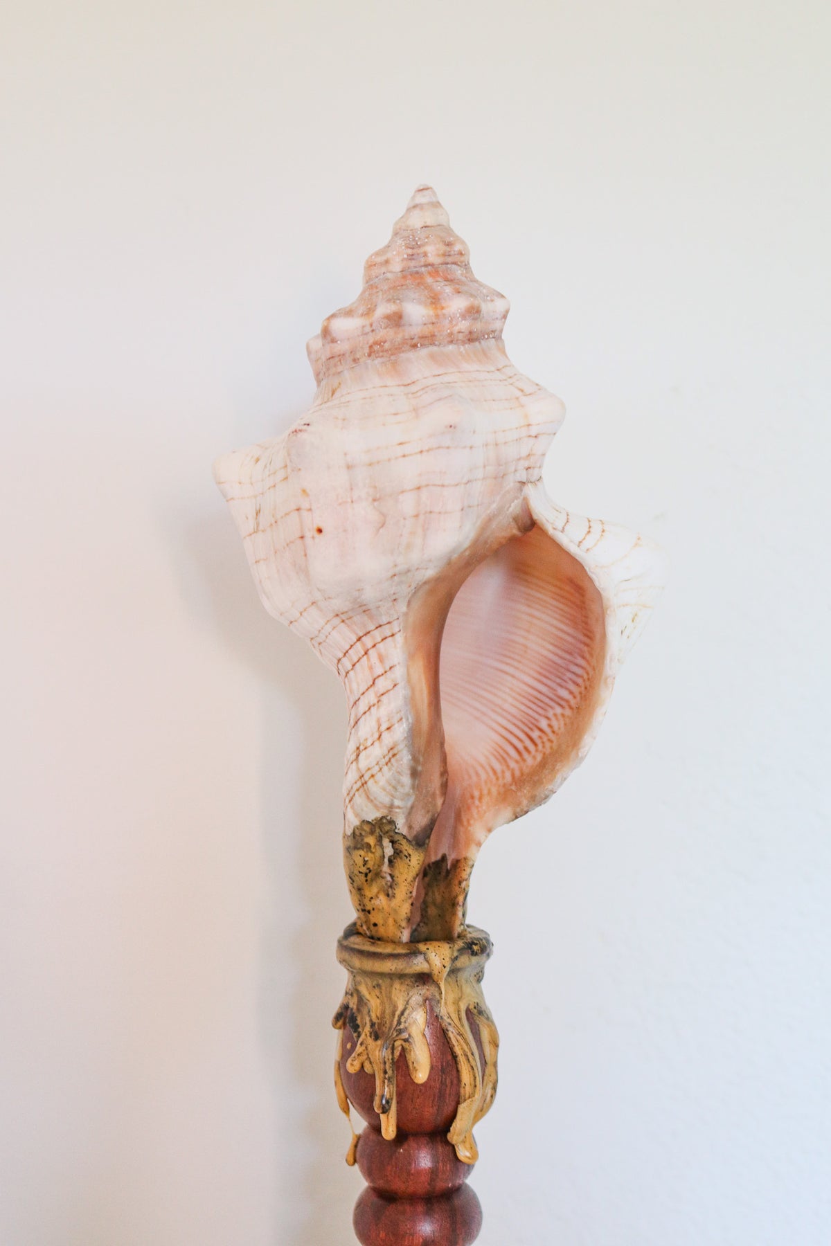 FORT MADE: Natural Curiosity, Conch