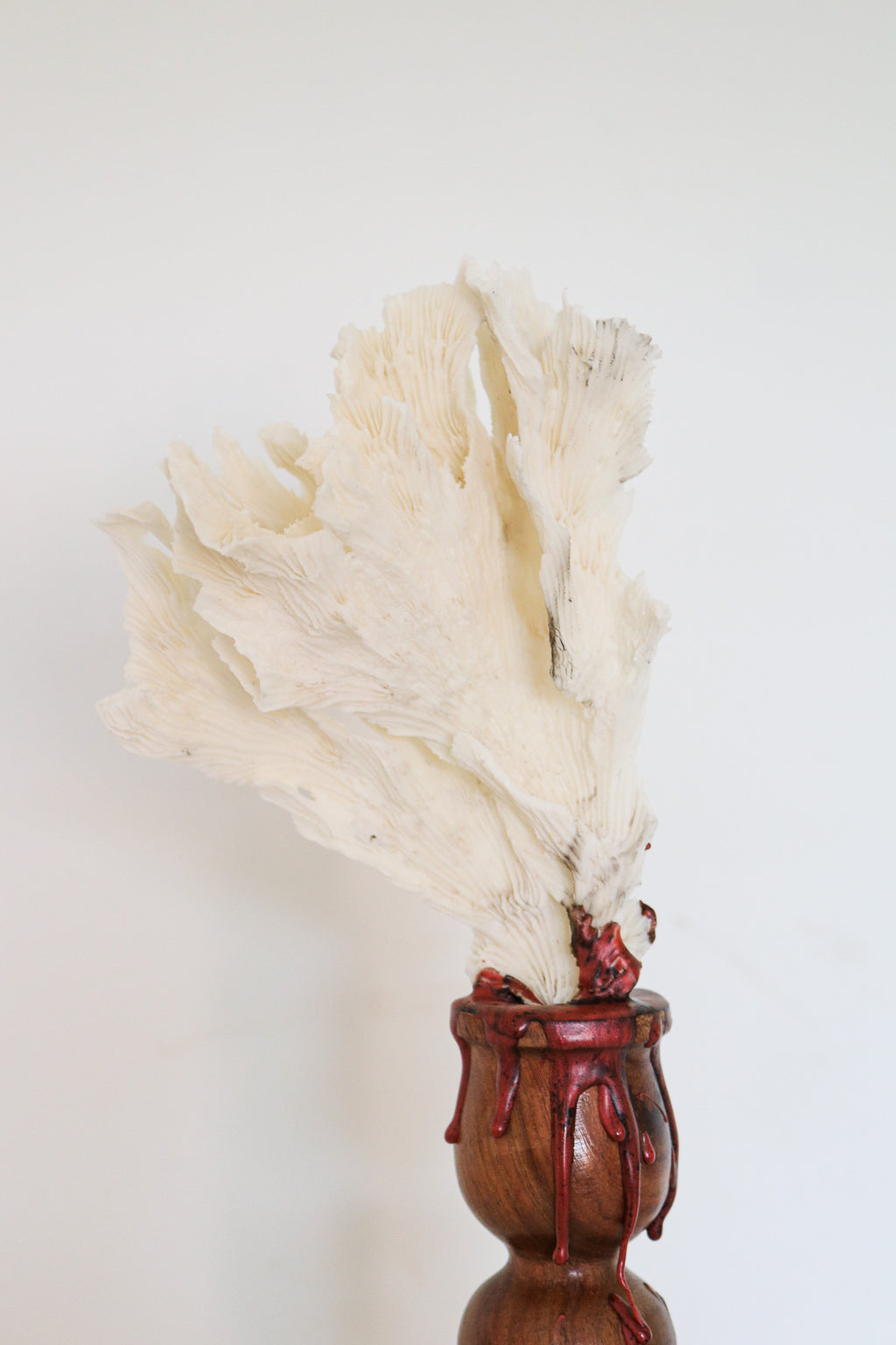 FORT MADE: Natural Curiosity, Vintage White Lettuce Coral