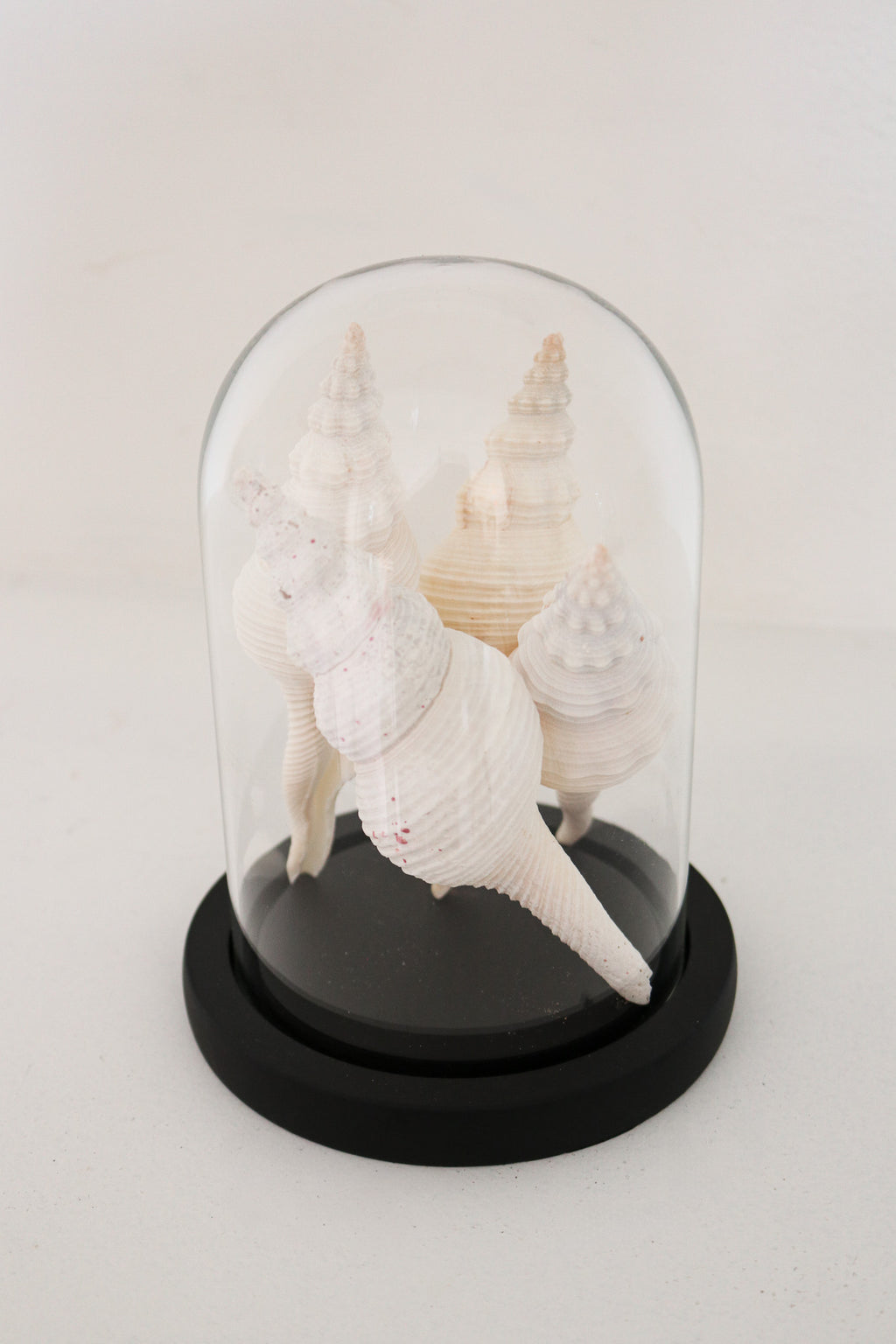 FORT MADE: Natural Curiosity, Conch Quartet