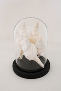 FORT MADE: Natural Curiosity, Conch Quartet
