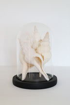 FORT MADE: Natural Curiosity, Conch Quartet