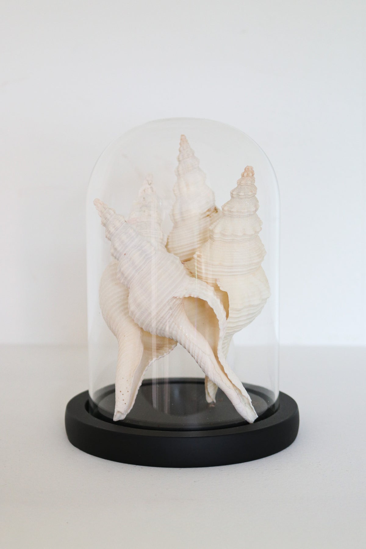 FORT MADE: Natural Curiosity, Conch Quartet