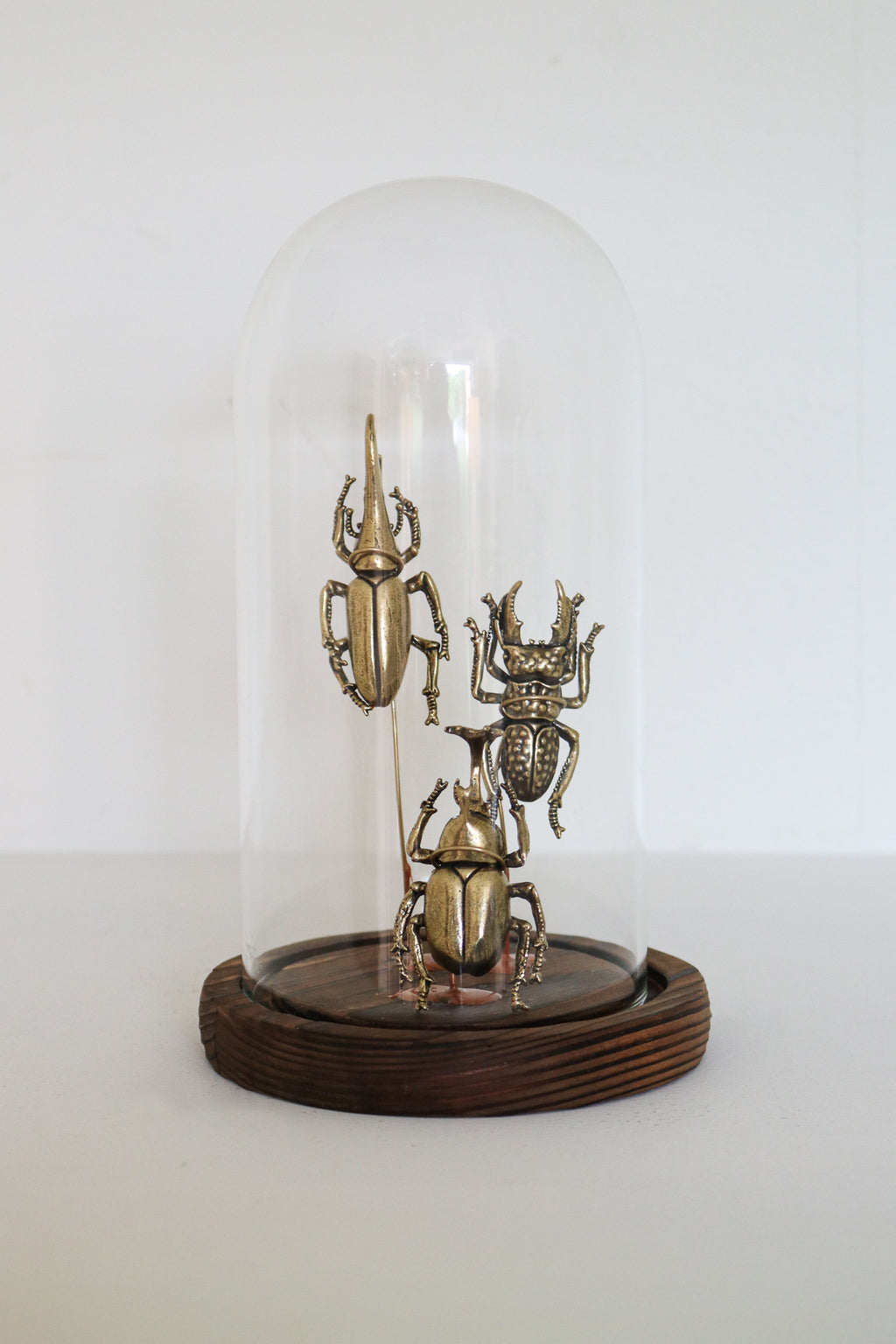 FORT MADE: Natural Curiosity, Beetles