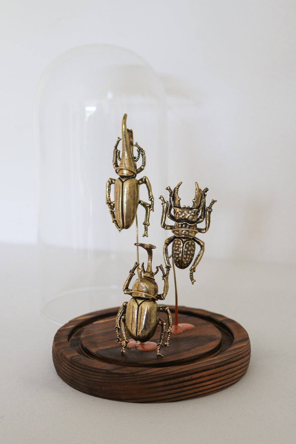 FORT MADE: Natural Curiosity, Beetles