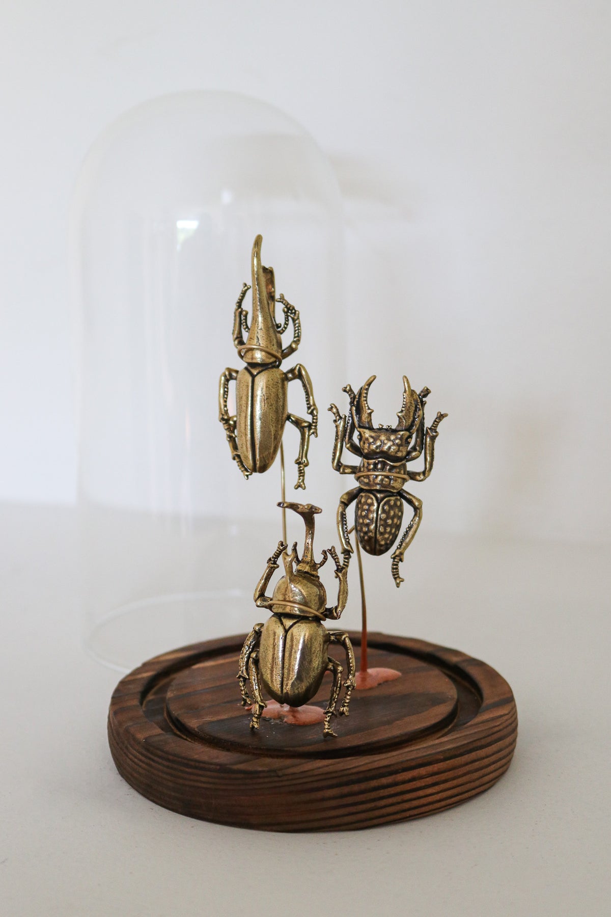 FORT MADE: Natural Curiosity, Beetles