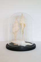 FORT MADE: Natural Curiosity, Conch Trio