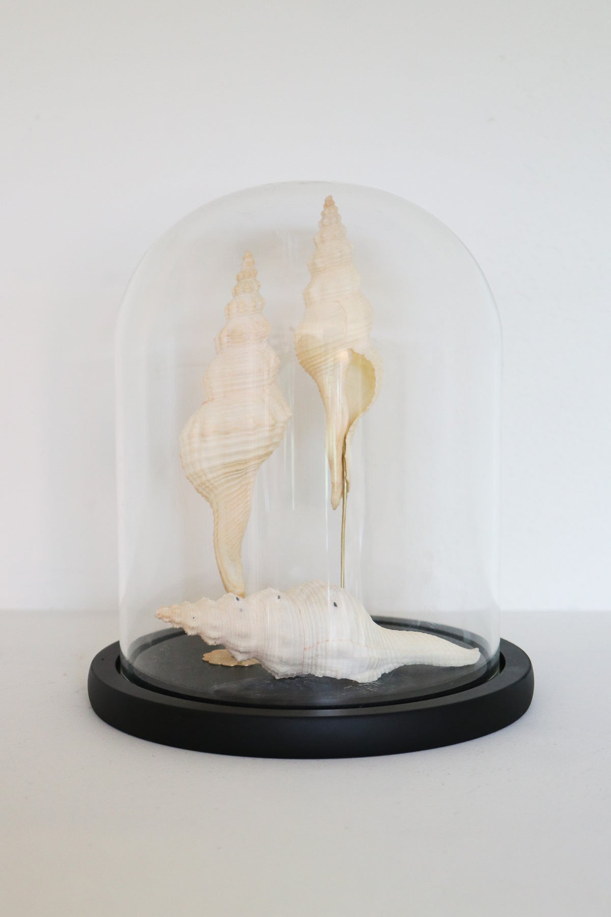 FORT MADE: Natural Curiosity, Conch Trio