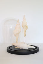 FORT MADE: Natural Curiosity, Conch Trio