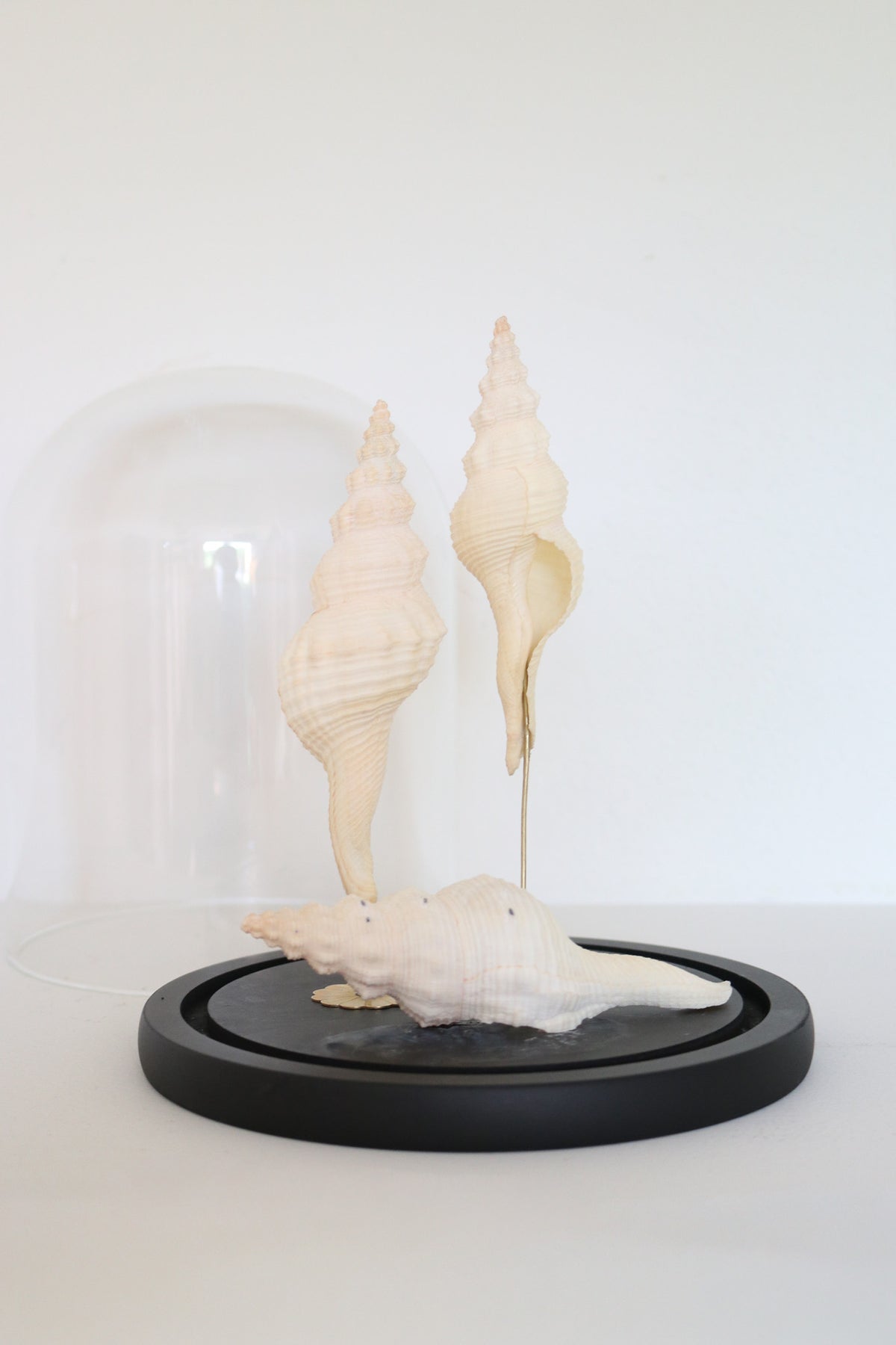 FORT MADE: Natural Curiosity, Conch Trio