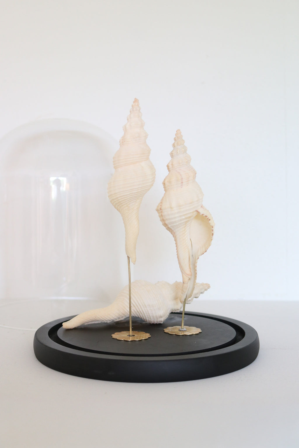 FORT MADE: Natural Curiosity, Conch Trio