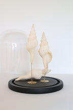 FORT MADE: Natural Curiosity, Conch Trio