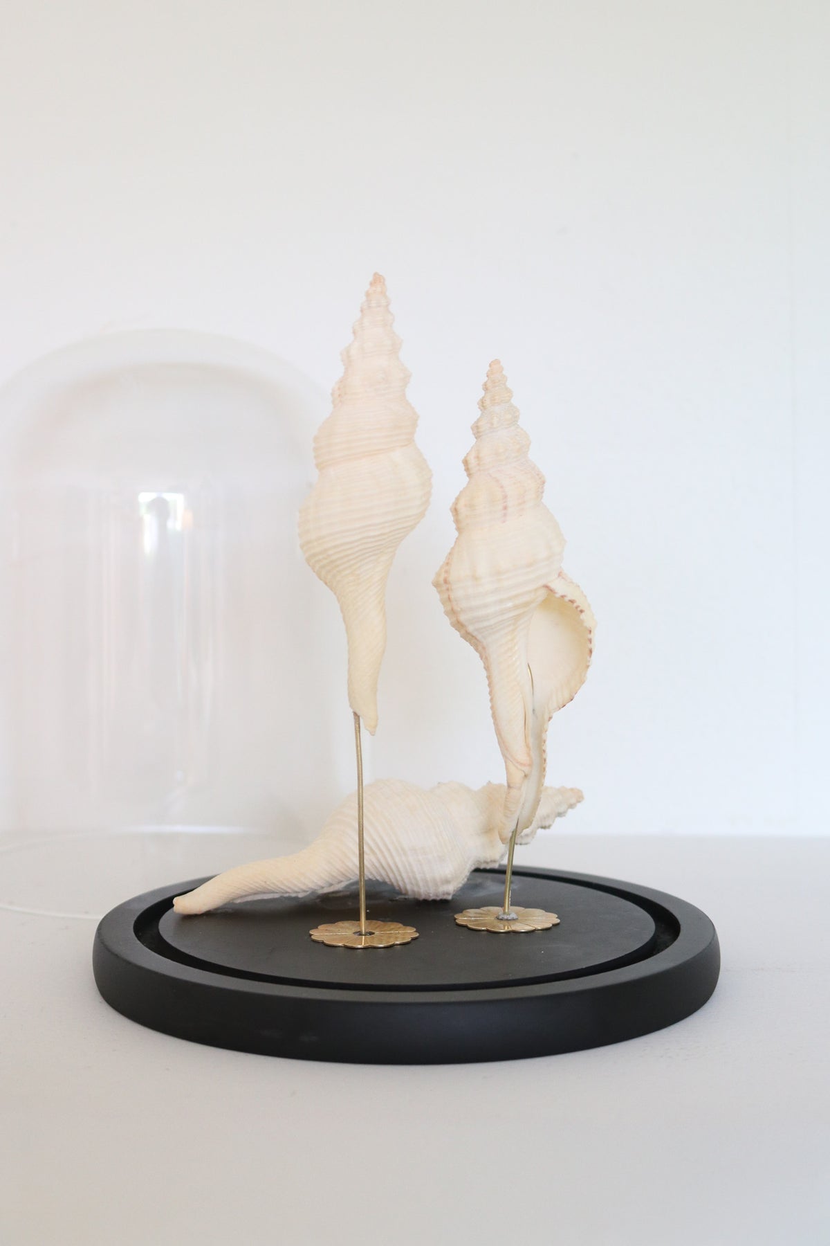 FORT MADE: Natural Curiosity, Conch Trio