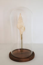 FORT MADE: Natural Curiosity, Conch Single
