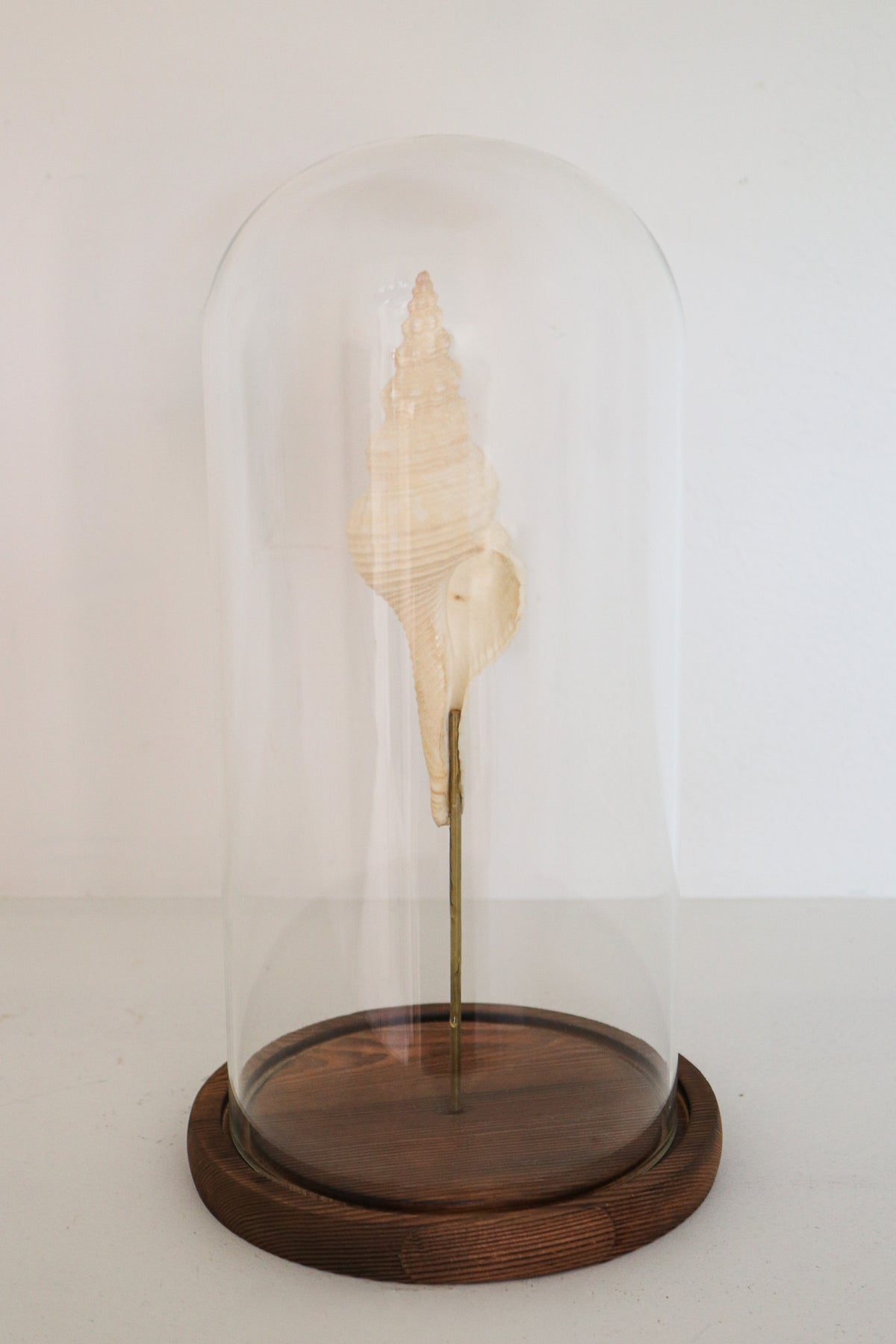 FORT MADE: Natural Curiosity, Conch Single