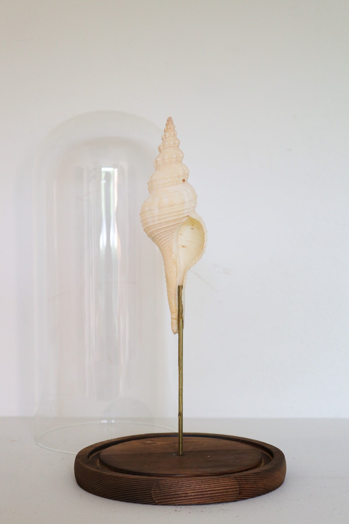 FORT MADE: Natural Curiosity, Conch Single
