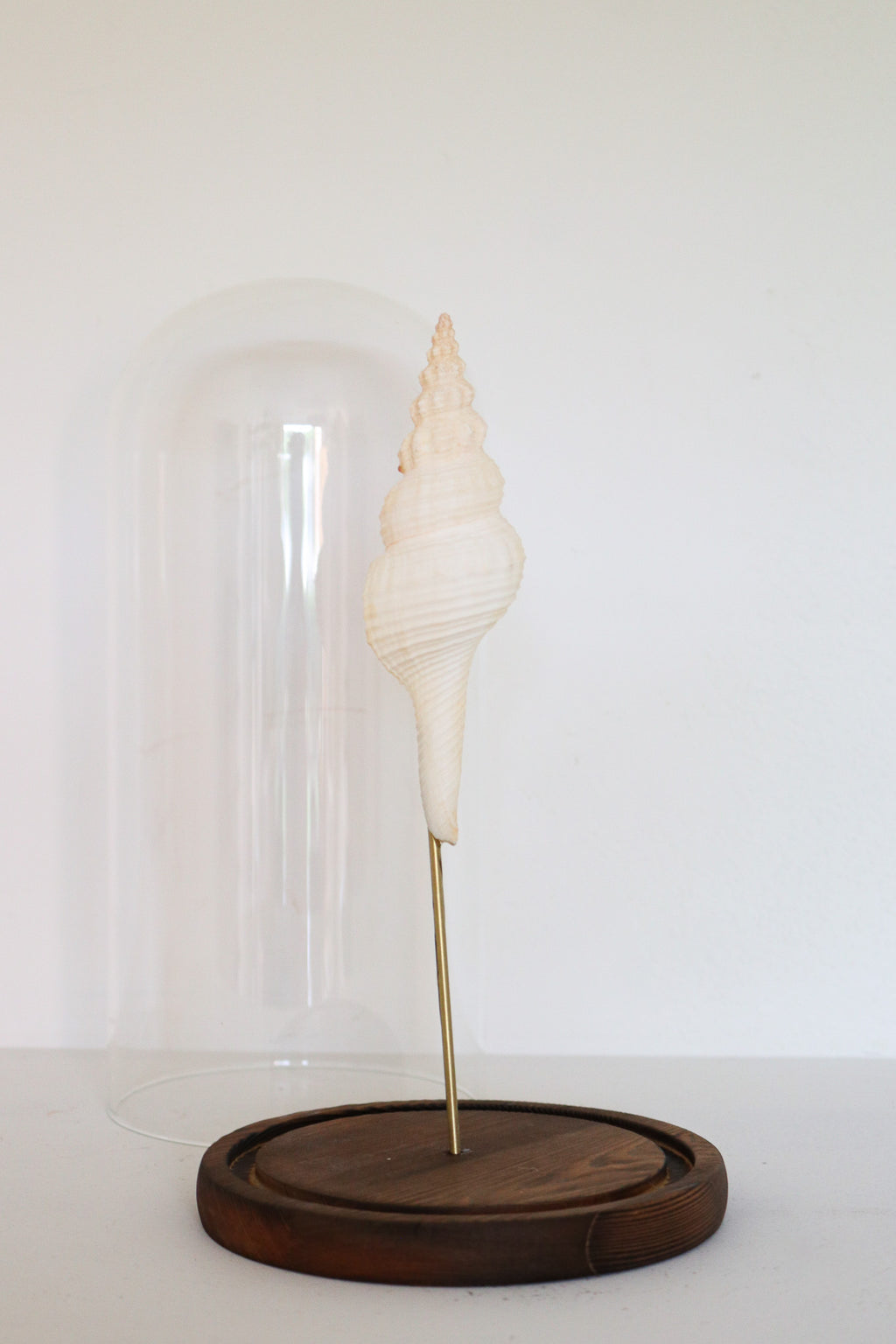 FORT MADE: Natural Curiosity, Conch Single