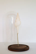 FORT MADE: Natural Curiosity, Conch Single